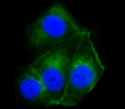 Immunofluorescent staining of fixed and permeabilized human MCF7 cells with Cathepsin D antibody (green) and DAPI nuclear stain (blue).