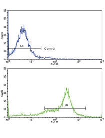 Flow cytometry testing of human HEK293 cells with Caveolin-3 antibody; Blue=isotype control, Green= Caveolin-3 antibody.