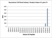 The recombinant H3K79me2 antibody specifically reacts to Histone H3 dimethylated at Lysine 79 (K79me2). Very slightly cross reactivity with monomethylated Lysine 14 (K14me1), and no cross reactivity with unmodified (K79 ctrl) or trimethylated Lysine 79 (K79me3), or other methylations in Histone H3.