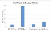 ChIP performed on HeLa cells using the recombinant H3K79me2 antibody (5ug). Real-time PCR was performed using primers specific to the gene indicated.