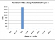 This recombinant H4K8ac antibody  specifically reacts to Histone H4 acetylated at Lysine 8 (K8ac). No cross reactivity with unmodified Lysine 8 (K8 ctrl) or other acetylated Lysines.