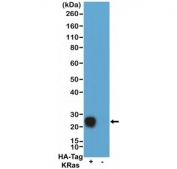 Western blot of 293T cells transfected (+) or non-transfected (-) with a DNA construct encoding HA-Tag KRas fusion protein, using recombinant HA Tag Chimeric Human antibody at 0.1 ug/ml, followed by a HRP conjugated anti-Human IgG secondary.