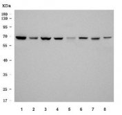 Western blot testing of 1) human MCF7, 2) human 293T, 3) human A549, 4) human U-2 OS, 5) rat lung, 6) rat liver, 7) mouse lung and 8) mouse liver tissue lysate with HSP70 antibody. Expected molecular weight ~70 kDa.