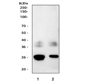Western blot testing of 1) rat kidney and 2) mouse kidney tissue lysate with AQP1 antibody. Expected molecular weight ~28 kDa.