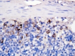 IHC-P: CD40L antibody testing of rat intestine tissue.