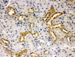 IHC-P: Presenilin 2 antibody testing of rat kidney tissue. HIER: steamed with pH6 citrate buffer.