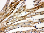 IHC-P: Presenilin 2 antibody testing of rat heart tissue. HIER: steamed with pH6 citrate buffer.