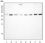 Western blot testing of human 1) HT1080, 2) A549, 3) Jurkat, 4) A431, 5) HepG2, 6) HeLa, 7) MCF7 and 8) Raji cell lysate with FADD antibody. Predicted molecular weight ~23 kDa, commonly observed at 23-28 kDa.