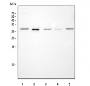 Western blot testing of 1) rat spleen, 2) rat PC-12, 3) mouse spleen, 4) mouse kidney and 5) mouse RAW264.7 cell lysate with FADD antibody. Predicted molecular weight ~23 kDa, commonly observed at 23-28 kDa.