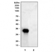 Western blot testing of human 1) HepG2 and 2) U-87 MG cell lysate with IGFBP1 antibody. Expected molecular weight: 28-35 kDa.