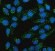 Immunofluorescent staining of FFPE human U-2 OS cells with TFAM antibody (green) and DAPI nuclear stain (blue). HIER: steam section in pH6 citrate buffer for 20 min.