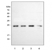 Western blot testing of human 1) 293T, 2) K562, 3) Caco-2 and 4) Raji cell lysate with TFAM antibody. Expected molecular weight: 24-29 kDa.