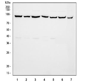 Western blot testing of 1) human HeLa, 2) human SH-SY5Y, 3) human MCF7, 4) human A431, 5) human K562, 6) human HepG2 and 7) monkey COS-7 cell lysate with VCP antibody. Predicted molecular weight ~89 kDa, commonly observed at 89-97 kDa.