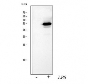 Western blot testing of lysate from mouse RAW264.7 cells untreated and treated with LPS using IL1 beta antibody. Predicted molecular weight ~31 kDa.