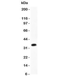 Western blot testing of CCL4 antibody and recombinant rat protein (0.5ng)