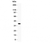 Western blot testing of GATA3 antibody and recombinant human protein (0.5ng)
