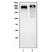 Western blot testing of human 1) Jurkat and 2) Raji cell lysate with CD45 antibody. Expected molecular weight: ~147/180-220 kDa (unmodified/glycosylated).