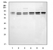 Western blot testing of human 1) PC-3, 2) MCF7, 3) HeLa, 4) HepG2, 5) U-87 MG and 6) HaCaT cell lysate with GRP78 antibody. Predicted molecular weight: ~73 kDa, but routinely observed at 70-78 kDa.