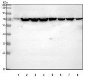 Western blot testing of human 1) LNCaP, 2) HeLa, 3) 293T, 4) HepG2, 5) Jurkat, 6) K562, 7) A549 and 8) A431 cell lysate with Ku70 antibody. Predicted molecular weight ~70 kDa.