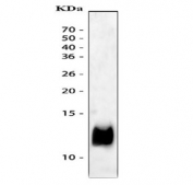 Western blot testing of 10ng of recombinant mouse protein with IP10 antibody.  Expected molecular weight ~11 kDa.