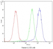 Flow cytometry testing of human U-2 OS cells with BMP5 antibody at 1ug/10^6 cells (blocked with goat sera); Red=cells alone, Green=isotype control, Blue=BMP5 antibody.
