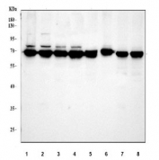 Western blot testing of 1) human HeLa, 2) human A549, 3) human Jurkat, 4) human HepG2, 5) rat testis, 6) rat PC-12, 7) mouse testis and 8) mouse NIH 3T3 cell lysate with GRP75 antibody. Predicted molecular weight ~75 kDa.