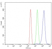 Flow cytometry testing of human HL60 cells with GRP75 antibody at 1ug/million cells (blocked with goat sera); Red=cells alone, Green=isotype control, Blue= GRP75 antibody.