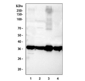 Western blot testing of 1) rat brain, 2) rat brain, 3) mouse brain and 4) mouse brain with AQP4 antibody. Observed molecular weight: 35-45 kDa depending on glycosylation level.