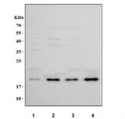 Western blot testing of human 1) SH-SY5Y, 2) 293T, 3) HepG2 and 4) SiHa cell lysate with SFRS3 antibody. Predicted molecular weight ~19 kDa.