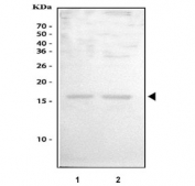Western blot testing of human 1) A549 and 2) HepG2 cell lysate with GIP antibody. Expected molecular weight ~17 kDa.