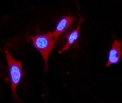 IHC staining of FFPE human U-2 OS cells with DDAH1 antibody (red) and DAPI nuclear stain (blue). HIER: boil tissue sections in pH6, 10mM citrate buffer, for 20 min and allow to cool before testing.