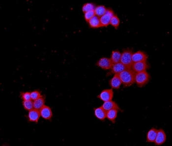 Immunofluorescent staining of FFPE human MCF7 cells with MPP1 antibody (red) and DAPI nuclear stain (blue). HIER: steam section in pH6 citrate buffer for 20 min.~