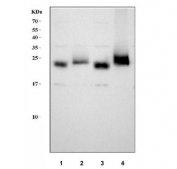 Western blot testing of 1) rat brain, 2) rat thymus, 3) mouse brain and 4) mouse thymus tissue lysate with CD90 antibody. Predicted molecular weight 18~35 kDa depending on glycosylation level.