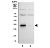 Western blot testing of human 1) HepG2 and 2) A549 cell lysate with IGFBP1 antibody at 0.5ug/ml. Expected molecular weight: 28-35 kDa.