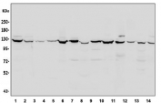 Western blot testing of human 1) HeLa, 2) U-87 MG, 3) HT1080, 4) SW549, 5) PANC-1, 6) PC-3,  7) rat heart 8) rat brain, 9) rat liver, 10) rat PC-12, 11) mouse heart, 12) mouse liver, 13) mouse HEPA1-6 and 14) mouse NIH 3T3 cell lysate with Vinculin antibody at 0.5ug/ml. Predicted molecular weight ~124 kDa.