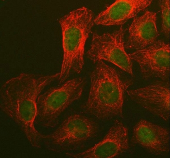 Western blot testing of human 1) HeLa and 2) SKOV3 cell lysate with BRCA1 antibody at 0.5ug/ml. Predicted molecular weight ~207 kDa.
