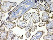 IHC testing of FFPE human placental tissue with MMP16 antibody at 1ug/ml. Required HIER: steam section in pH6 citrate buffer for 20 min and allow to cool prior to testing.