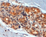 IHC staining of FFPE human breast with WNT3A antibody at 2ug/ml. HIER: steamed with pH6 citrate buffer, HRP-staining.