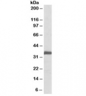 Western blot testing of rat lung lysate with Ephrin B2 antibody at 0.1ug/ml. Predicted molecular weight ~37kDa.