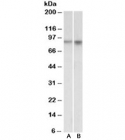 Western blot of mouse (A) and rat (B) brain lysates with NPAS4 antibody at 1ug/ml. Predicted molecular weight ~87kDa.