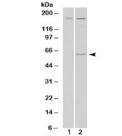 Western blot of HEK293 lysate overexpressing MAOA probed with Monoamine Oxidase A antibody (mock transfection in lane 1). Predicted molecular weight: ~60kDa.