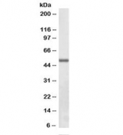 Western blot testing of mouse NIH3T3 cell lysate with ILK antibody at 0.5ug/ml. Expected molecular weight: 51-59 kDa.