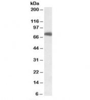 Western blot testing of HEK293 lysate with USH1C antibody at 0.1ug/ml. Predicted molecular weight: ~62kDa, observed here at ~75kDa.