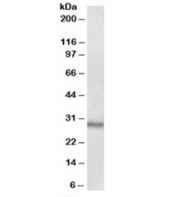 Western blot testing of mouse testis lysate with CTDSP1 antibody at 0.1ug/ml. Predicted molecular weight: ~29kDa.