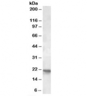 Western blot testing of human cerebellum lysate with POLR2G antibody at 2ug/ml. Predicted molecular weight: ~19kDa.
