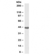 Western blot testing of human tonsil lysate with biotinylated ILF2 antibody at 0.1ug/ml. Expected molecular weight: 43-45 kDa.