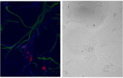 ICC staining of primary DIV9 cells from fetal rat hippocampus (E18) showed exclusive localization (red, Alexa Fluor 568) within the neurons (MAP2 staining in blue, Alexa Fluor 647) and not in the glia (GFAP staining in green, Alexa Fluor 488). Right panel shows the same cells in phase contrast. Nsg1 antibody was used at 1ug/ml.