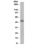 Western blot testing of Jurkat lysate with CSK antibody at 0.5ug/ml. Predicted molecular weight: ~50 kDa.