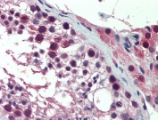 IHC testing of FFPE human testis tissue with PREX1 antibody at 10ug/ml. Steamed antigen retrieval with citrate buffer pH 6, AP-staining.