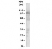 Western blot testing of HEK293 lysate with VAV2 antibody at 1.5ug/ml. Predicted/observed molecular weight: ~100 kDa.